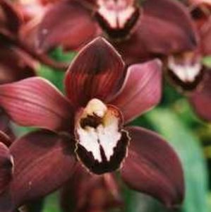 16" x 24" canvas film photo